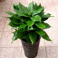 植物租赁,竹节万年青